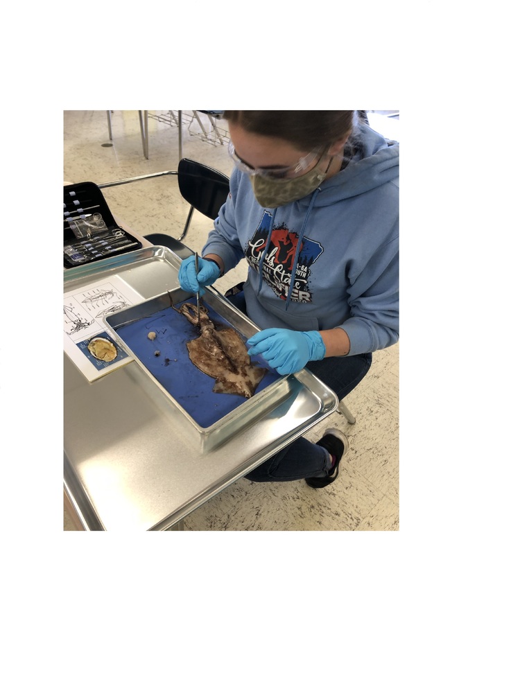 Picture of student dissecting a squid