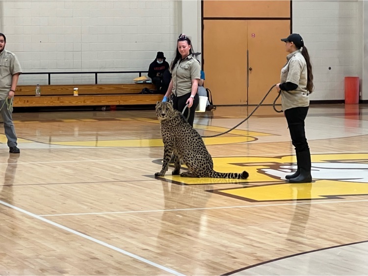 cheetah sitting in the NBHS Gym